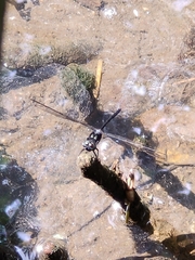 Pornothemis starrei