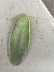 Panchlora