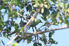 Psilopogon armillaris