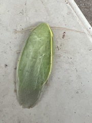 Panchlora