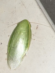 Panchlora