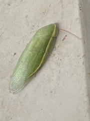 Panchlora