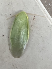 Panchlora