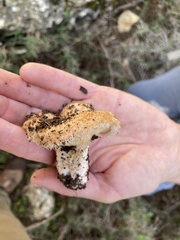 Lactarius mairei
