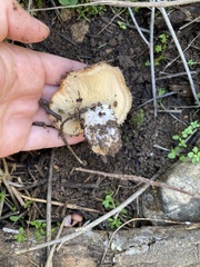 Lactarius mairei