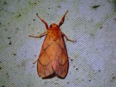 Ammatho roseororatus