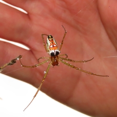 Leucauge festiva