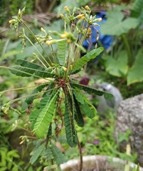 Biophytum sensitivum