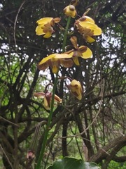 Eulophia streptopetala
