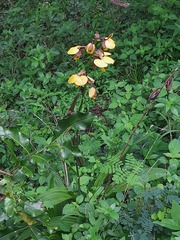 Eulophia streptopetala
