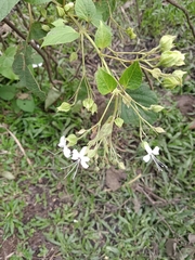 Clerodendrum infortunatum