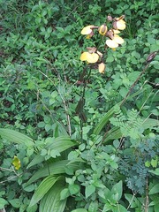Eulophia streptopetala