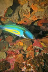 Meuschenia hippocrepis