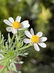 Thaminophyllum multiflorum