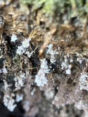 Badhamia utricularis