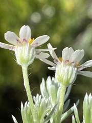 Thaminophyllum multiflorum