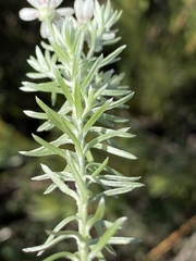 Thaminophyllum multiflorum