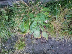 Plantago