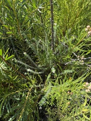 Thaminophyllum multiflorum