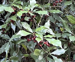 Pittosporum illicioides