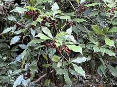 Pittosporum illicioides