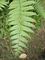 Diplazium esculentum