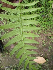 Diplazium esculentum