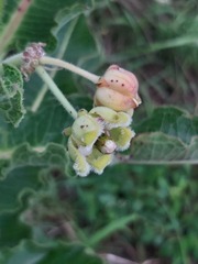 Xysmalobium undulatum