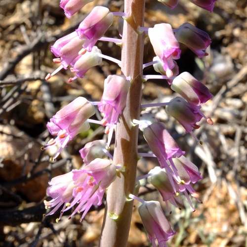 Lachenalia glauca