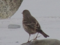 Anthus rubescens japonicus