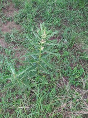 Xysmalobium undulatum