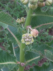 Xysmalobium undulatum