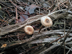 Crinipellis scabella