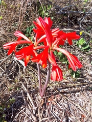 Cyrtanthus fergusoniae