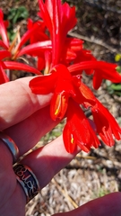 Cyrtanthus fergusoniae