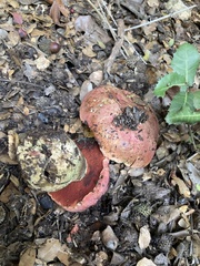 Rubroboletus lupinus