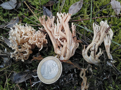 Ramaria gracilis