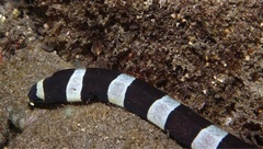 Myrichthys colubrinus