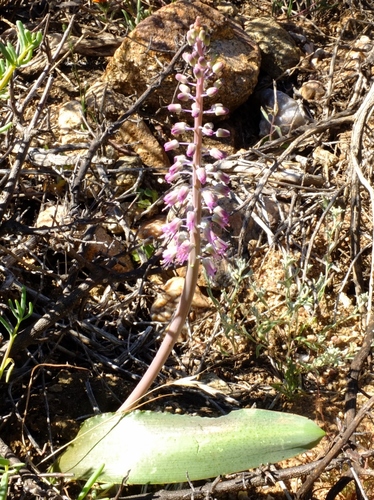 Lachenalia glauca