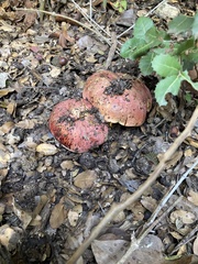Rubroboletus lupinus