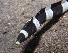 Myrichthys colubrinus