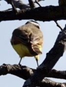 Pitangus sulphuratus