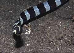 Myrichthys colubrinus