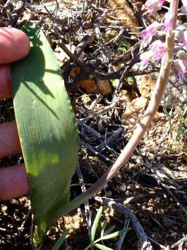 Lachenalia glauca