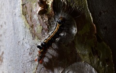 Orvasca subnotata