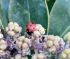 Coccinella algerica