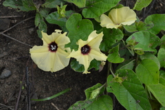 Hewittia malabarica
