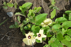 Hewittia malabarica