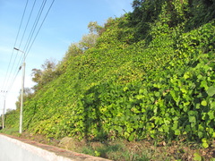 Pueraria montana lobata
