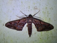 Hypochrosis binexata